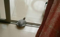 乌龟爬进家里该怎么处理？