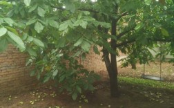 家的院子里是不是不能种核桃树啊？