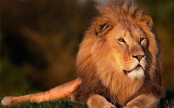 梦到家里关着狮子表示什么
