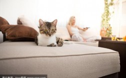 猫在客厅安静的玩好吗？