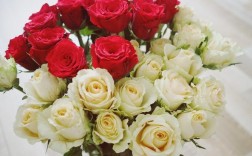 红玫瑰与白玫瑰分别代表什么含义？（白玫瑰与红玫瑰的含义）