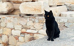 在希腊黑猫象征着什么？