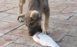 梦见家里的狗把鱼吃了：解梦与心理分析