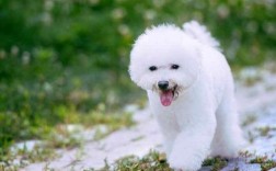 对于养四个蹄子是白色的狗狗有什么忌讳？