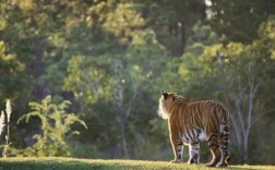 在野地里遇见一只老虎，你的第一反应是什么？