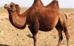 牛羊马骆驼哪种寿命长？
