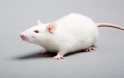 梦见家里有白色老鼠：解梦知识与分析