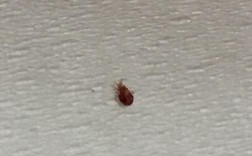 床里面有吸血的虫子我又不知道叫什么？