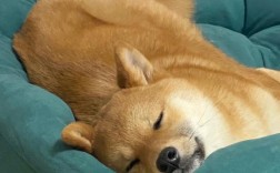 狗狗睡觉总做梦？