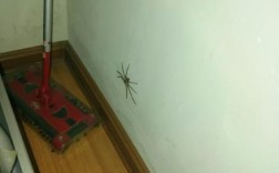 家里有蜘蛛,能不能打死,有没有什么说法？