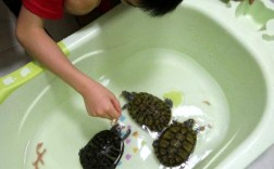 家里养的小乌龟怎么喂？如何科学饲养小乌龟？