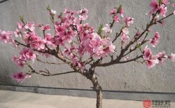 桃树能种家里吗？