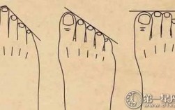 脚哪个指头最长？（脚趾头长短的含义）