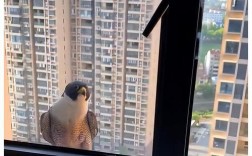 我家住16楼经常有些飞行的动物飞我家窗台好不好？