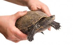 孕妇可以接触小乌龟？