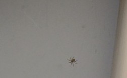 家里天花板上出现蜘蛛？