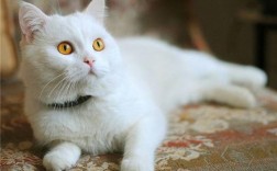 梦见一只白猫在家里，你的潜意识在传达什么信息？
