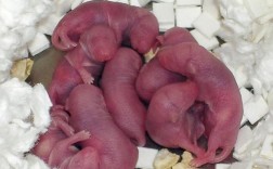 老鼠怀胎几个月才生？