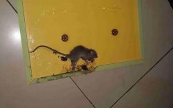 住在19楼 家里有老鼠怎么办？