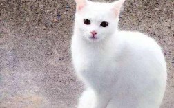 白猫在古代叫什么名字？