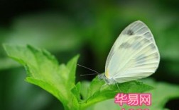 解梦：梦见白色蝴蝶在家里，意味着什么？