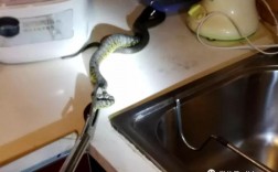 蛇跑进家里的灶口中？