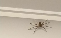 家中有蜘蛛好不好？