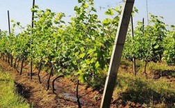 葡萄成熟期能浇水吗？