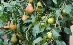 梨树代表着什么意义？