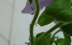 我家住高层，最近每天早晨都有20-30只大苍蝇，是否与养花有关？如何解决？