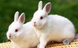 梦见两只白兔在家里，解梦知识详解与分析