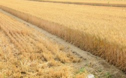 为什么还不熟的小麦，一场大雨就熟透了？（麦子熟了含义）