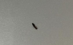 家里卫生间里有很多黑色的有两个翅膀的小虫子，据说是从下水道里飞出来的，请问怎么处理呢？