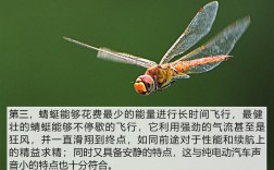 蜻蜓的含义是什么？（飞龙的含义）