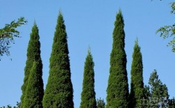 长青树的含义和象征是什么？（常青树含义）