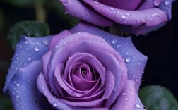 紫色玫瑰代表什么意思？（紫色玫瑰代表什么含义）