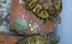 我是在家里养八只乌龟好吗？