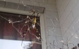 为什么家里会有蜘蛛？