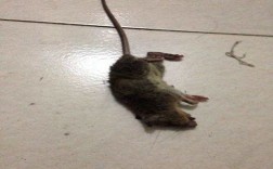 我们家有老鼠，一到半夜就出来咬门，不管投毒。还有什么办法能驱鼠？