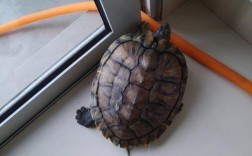 家里养乌龟好吗？