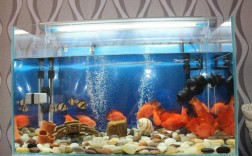 家里鱼缸里的鱼总是聚在一起，貌似是缺氧了，求解决方法？