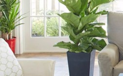 适合放客厅的宽叶阔叶植物？