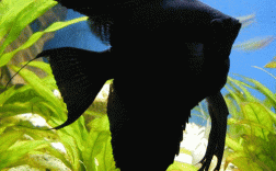 为什么鱼缸要养一条黑色的鱼？