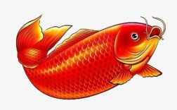 红鲤鱼代表什么？