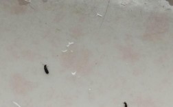 家里有好多小黑虫怎么办？