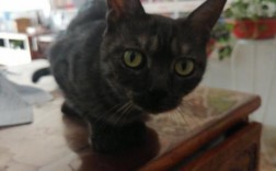今天突然家里来了只灰黑色的小猫`家里来猫是？