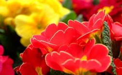 梦见我家里有红花：红花的象征意义与解梦知识