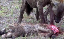 人如果遭遇到了鬣狗，怎么办？用石头打它管用吗？