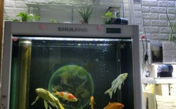 客厅鱼缸锦鲤养殖颜色搭配及数量？