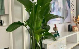 家里放大型植物好吗？